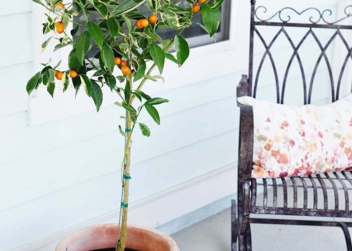 66278201_683264868806589_2844695186752767957_n (1)