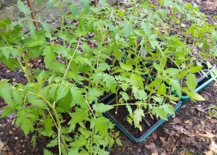 447372927_1577592292815657_3824460817859167577_n