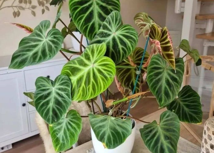 464740051_583779160742980_583599906125568927_n