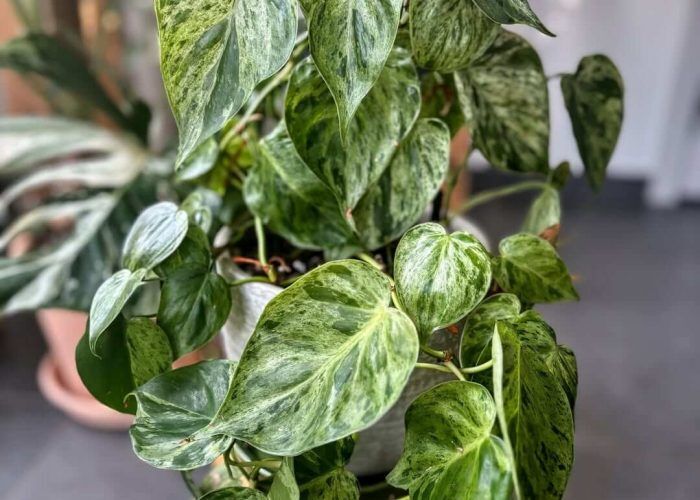 469609097_3898799490400559_3022481019175697997_n (1)