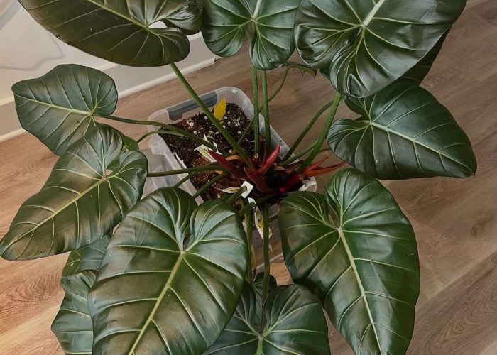 485437157_17952908909937134_6243634136415839477_n (1)