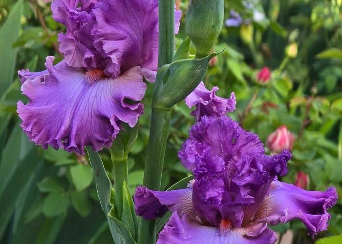 491444629_18112667128482861_9175000459738916250_n (1)