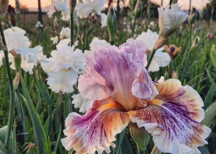 495502432_18134169049406889_7708494815873181097_n