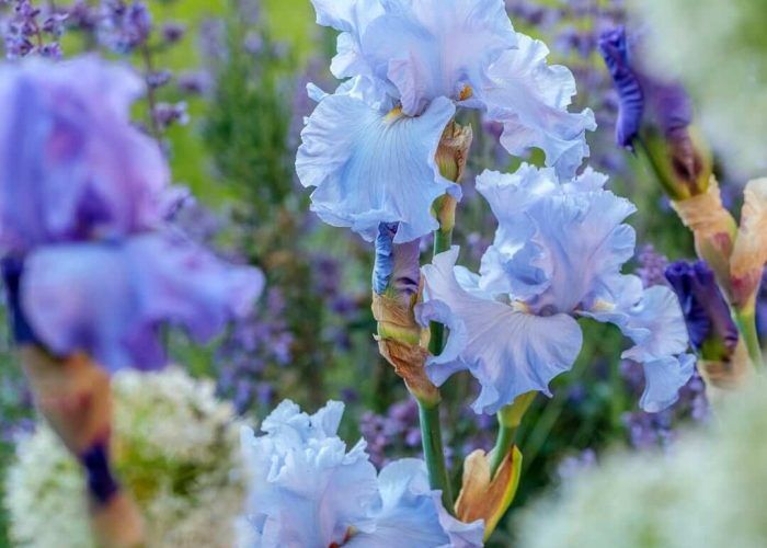 500121787_718074160619609_7822808391405383560_n (1) (1)