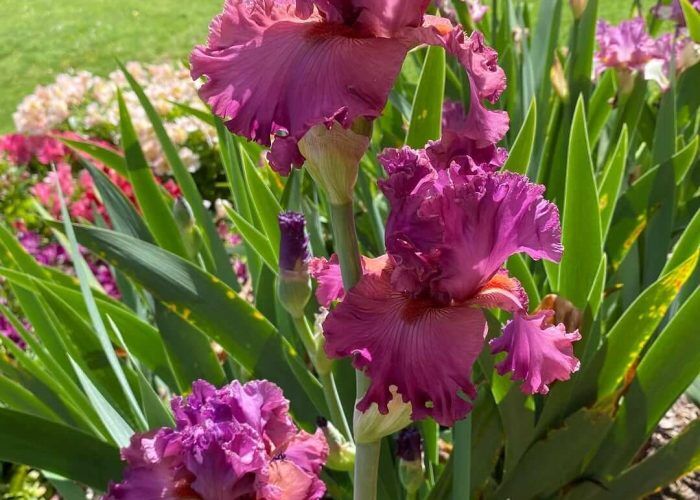 573506388_18333986293238538_3508848685058653731_n (1)