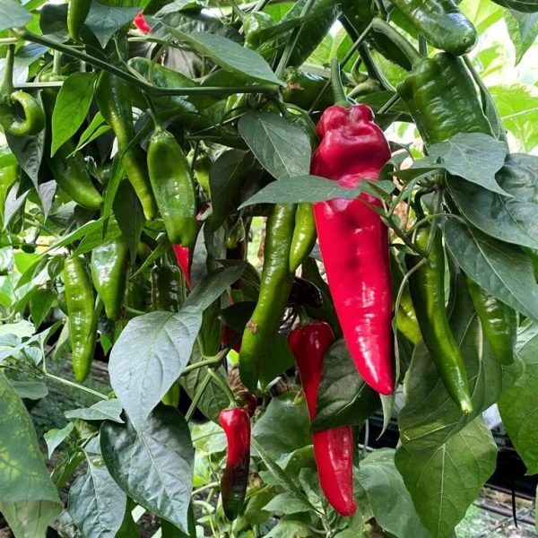 329267040_215854170938030_7150160045741021209_n