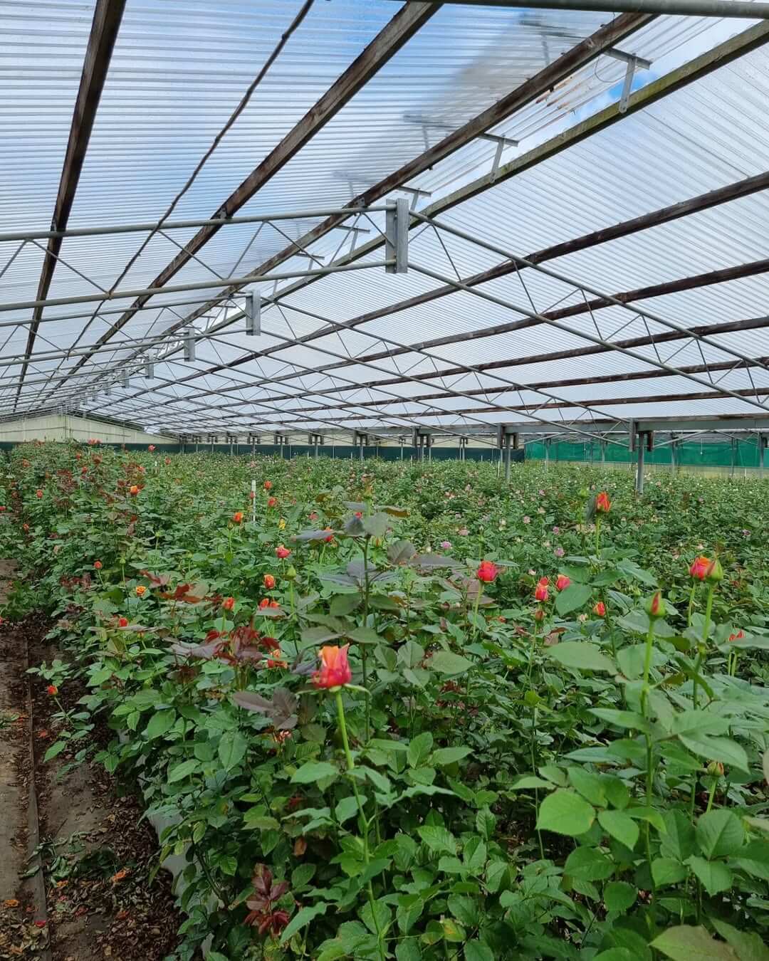 279005570_471899311349878_3799734810204214047_n (1)