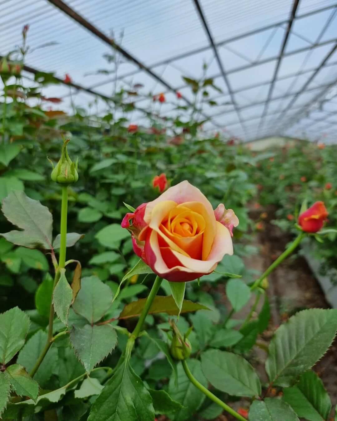 279074099_179779854384058_2891285911909356398_n (1)