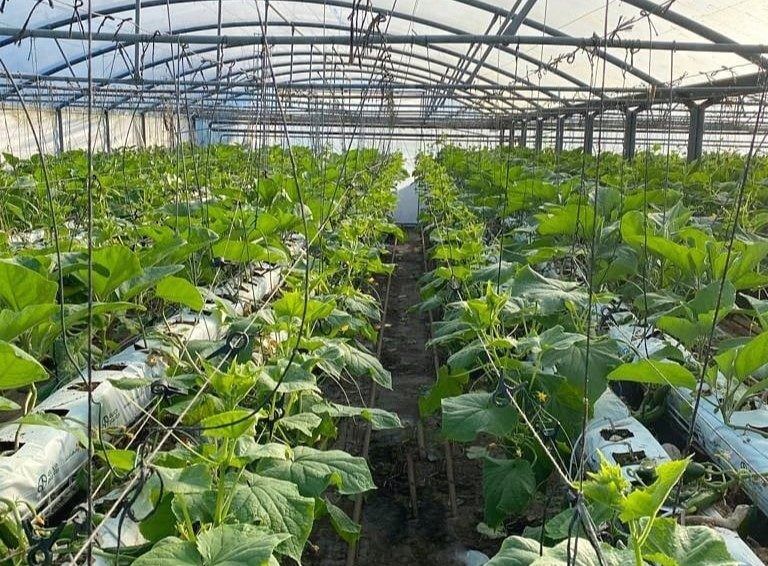 248097387_273177281391578_3705622433068563602_n (1)