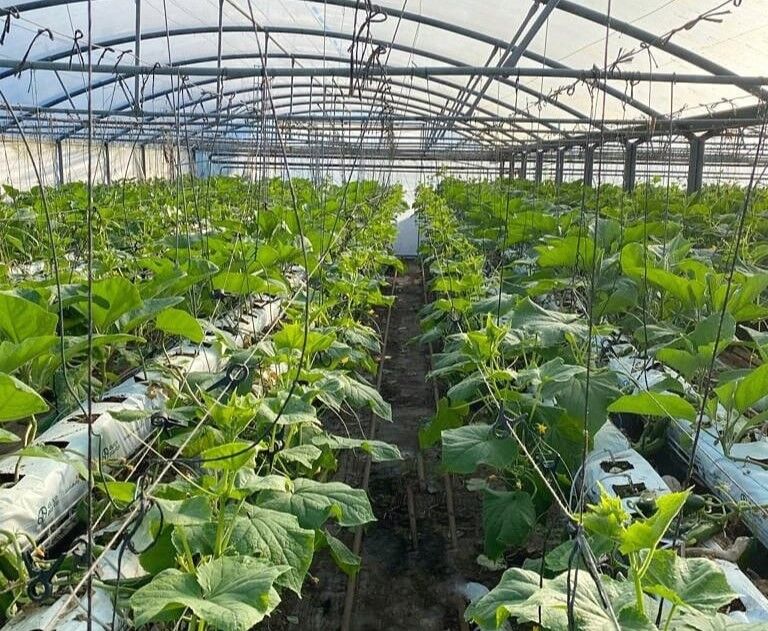 248097387_273177281391578_3705622433068563602_n (1)