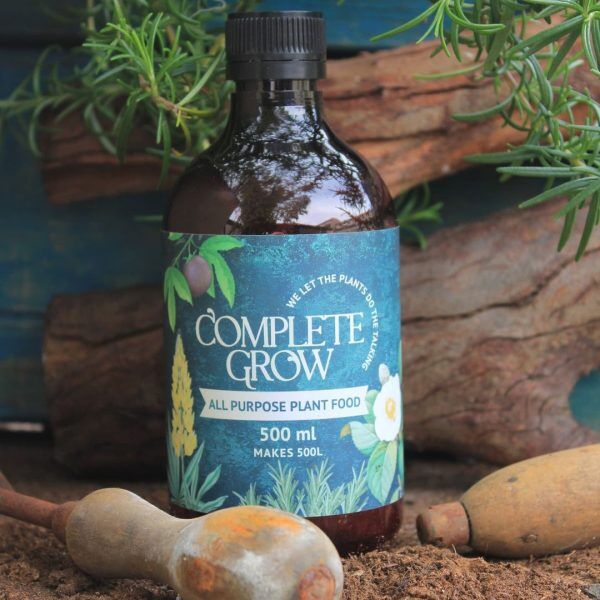 251582758_115502977592683_7984036627825800898_n