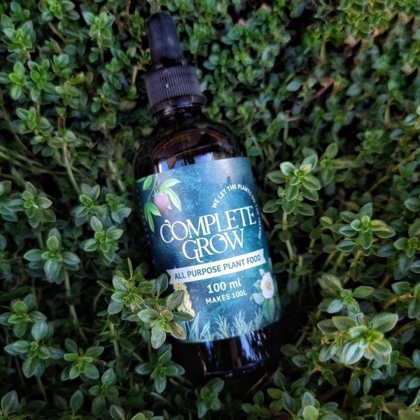 Seedlings growing in clean potting mix