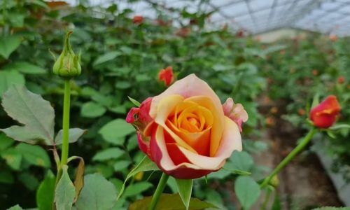 279074099_179779854384058_2891285911909356398_n