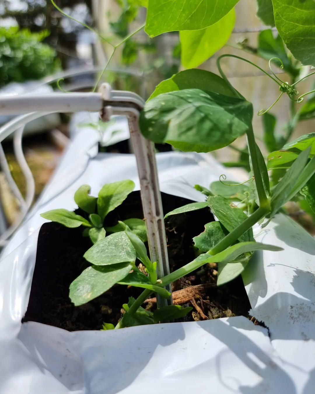 279101338_701710131028449_131234580802309302_n