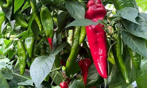 329267040_215854170938030_7150160045741021209_n (1)