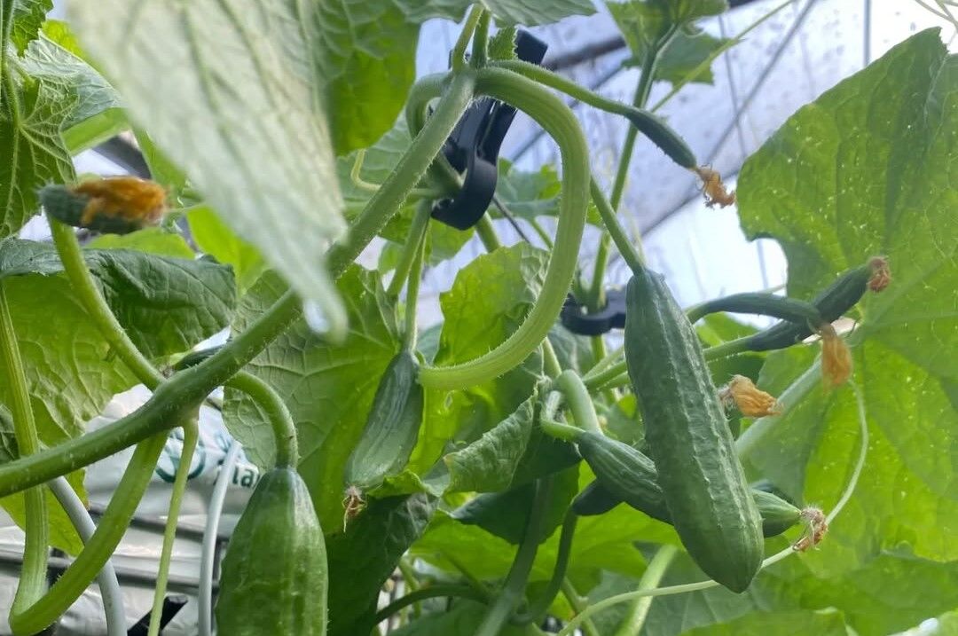 450634205_1639603090216045_7479236567255662530_n