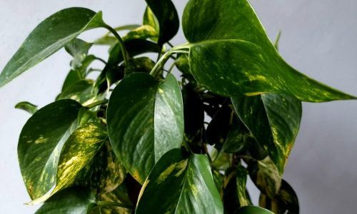 263600340_928711314731685_2281533017927927443_n