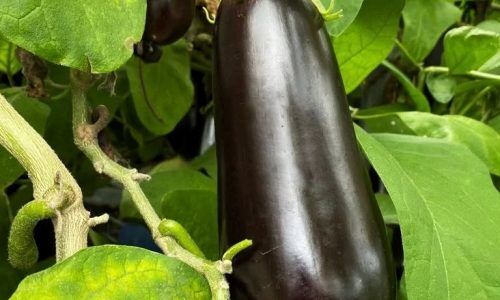 274773517_294619199264607_2204429718027507817_n