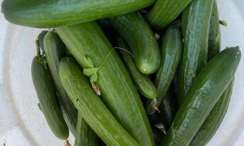 274968008_677943153402791_8582605465557064188_n