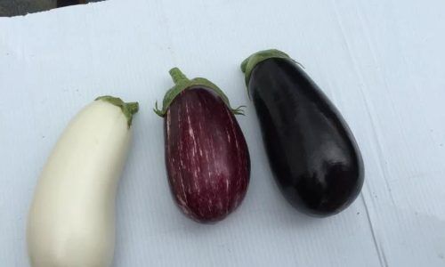 275860318_724204632078341_7891461442155207641_n