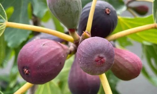 277600935_135606008989889_6939685997030410036_n