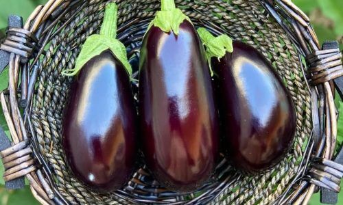 277934638_393137855684420_4386782549030742703_n (1)