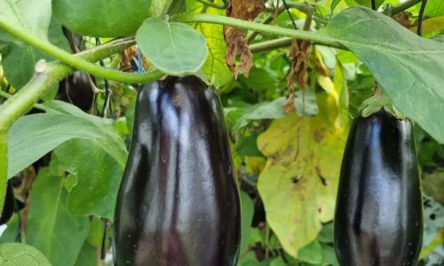 279230687_558666298918182_7508116904612608948_n (1)