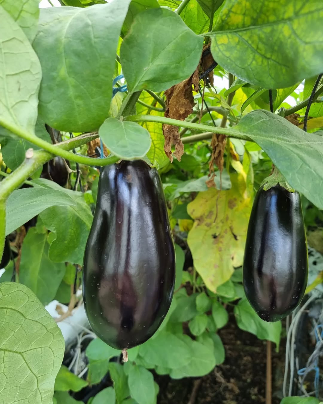 279230687_558666298918182_7508116904612608948_n