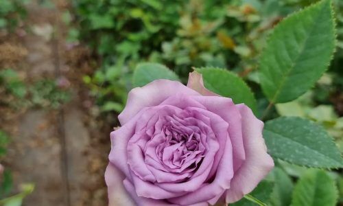 320572615_1141780743195701_2518277932474600202_n