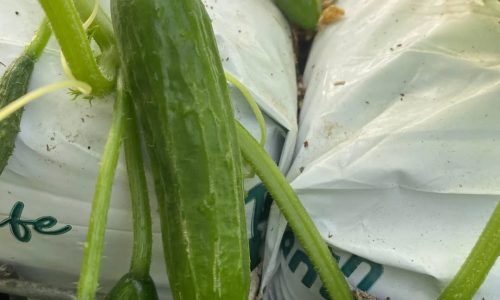 450466897_788301293497508_1298381954346617143_n