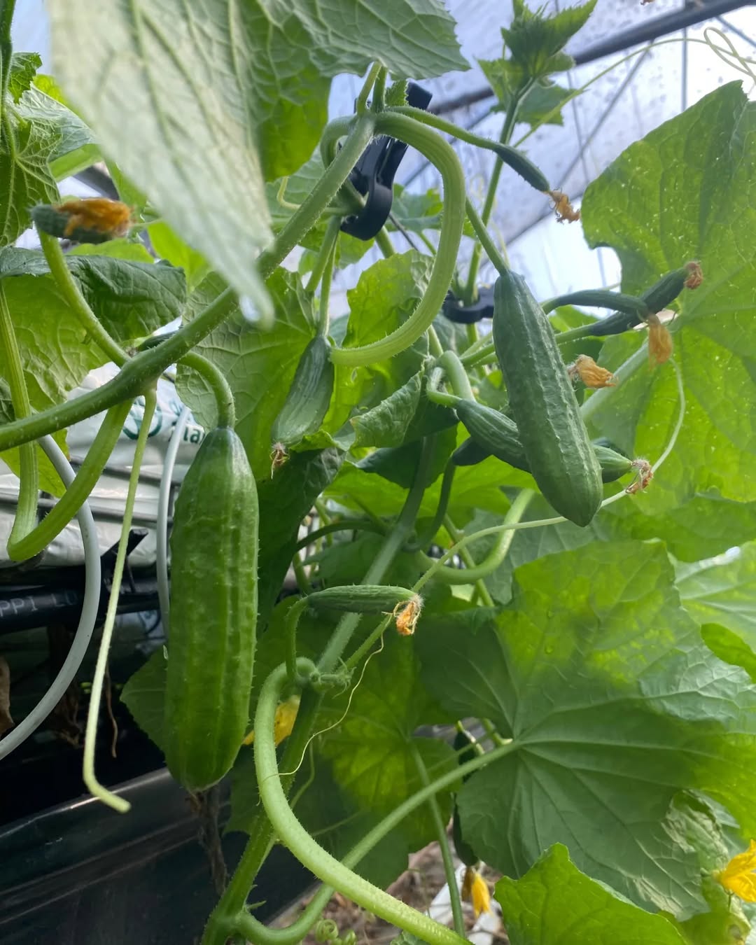 450634205_1639603090216045_7479236567255662530_n (1)