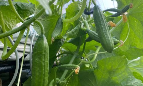 450634205_1639603090216045_7479236567255662530_n (2)