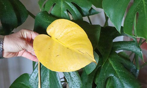Yellow-leaf-1-copy