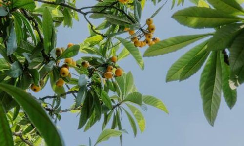 akira-4uTvk2tqKQ4-unsplash (1)