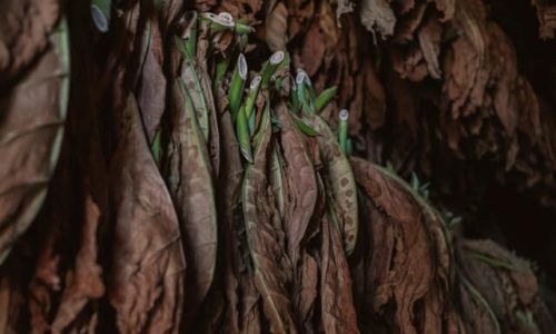 alex-plesovskich-5E_UvcjfwiU-unsplash (1)