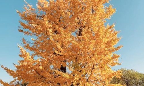 alvan-nee-99n-8J62UbQ-unsplash (1) (1)