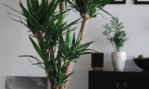 anca-gabriela-zosin-f3e9p4_lqRw-unsplash (1)