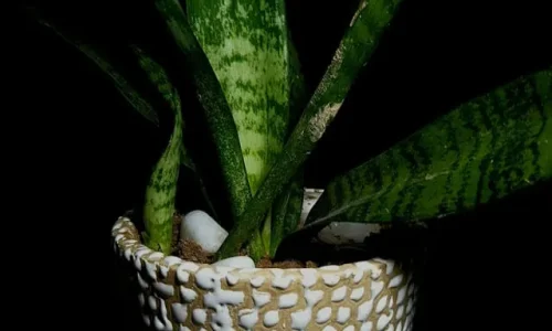 anjali-maurya-Icjwlqq51DM-unsplash (1)