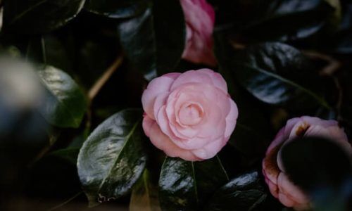 annie-spratt-7eBlxpIm7rs-unsplash (1)