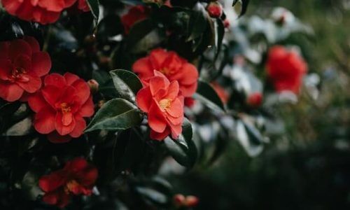 annie-spratt-QzJxKsK_2mk-unsplash (1)