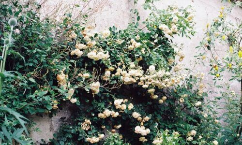 annie-spratt-o8RZeC_0QuQ-unsplash