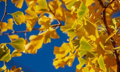 anthony-aird-6wy78Kpmoug-unsplash (1)