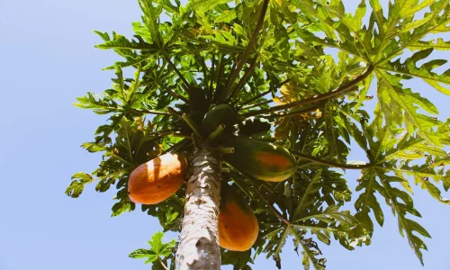 brenda-melgoza-Fi3hmicBJLE-unsplash (1) (1)