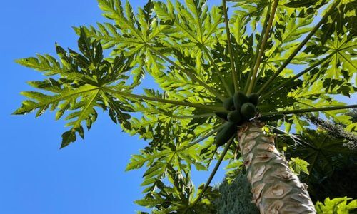 c-nelson-liu-bBhRL8derMw-unsplash