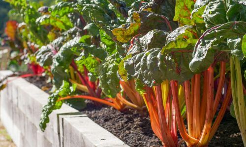 caleb-rankin-tGUZpfDvB1s-unsplash (1)