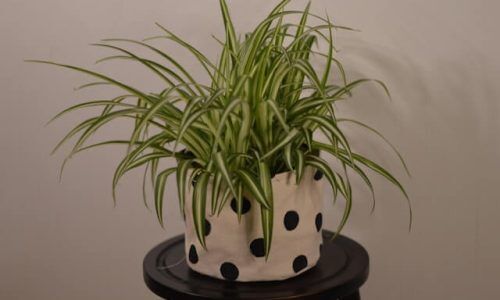 cami-kaos-7-6iniVCEvk-unsplash (1)