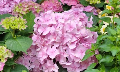 cheung-yin-h_VOHTZxAwY-unsplash