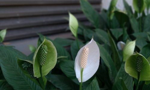 chinmay-dhope-xzOepuQ9CFA-unsplash