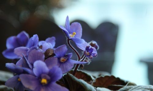 corina-bianca-alb-oatNLuTMfiY-unsplash