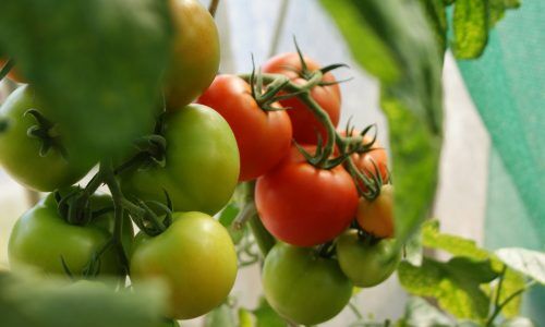 dani-california-gCwZSrrdSLE-unsplash